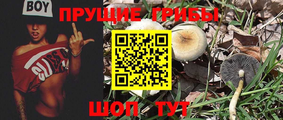 как найти   Псилоцибиновые грибы Psilocybe  Вход с VPN  Галлюциногенные грибы Magic Shrooms  Камышлов 
