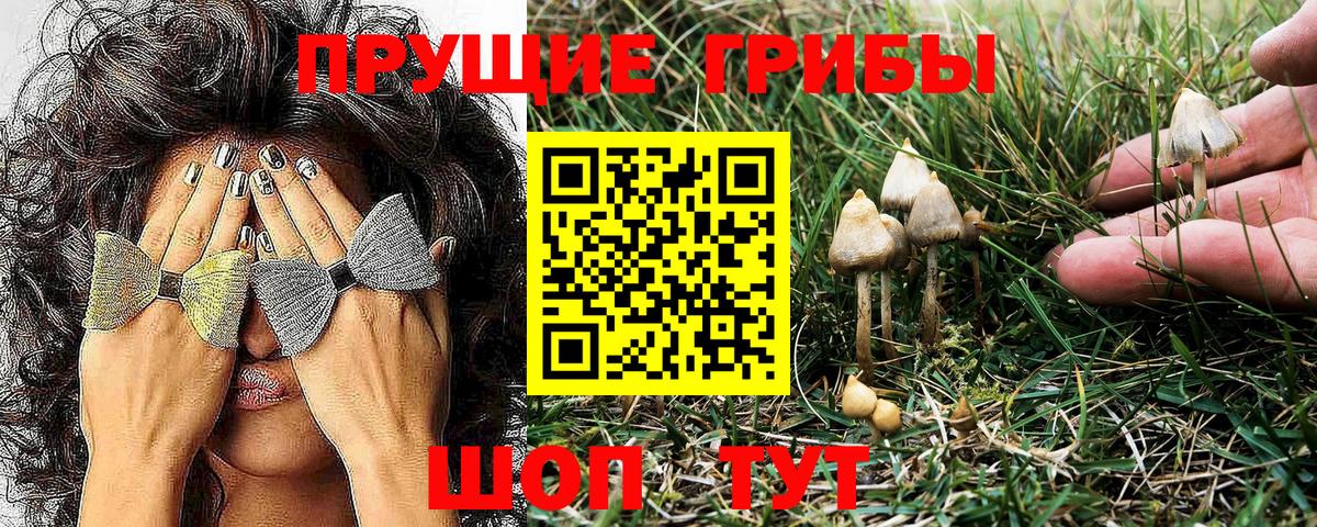 Галлюциногенные грибы Psilocybe Камышлов
